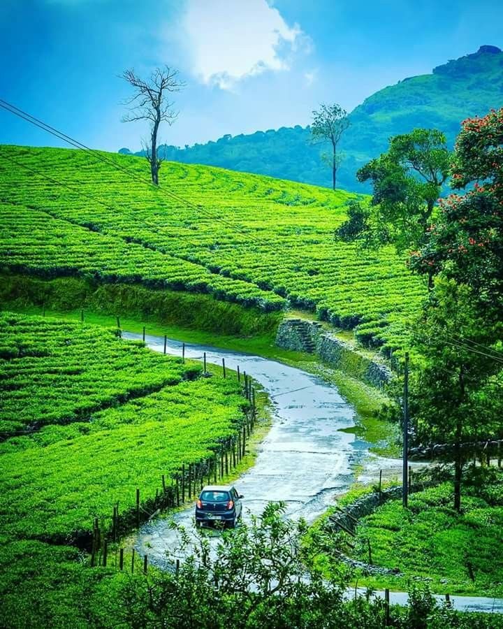 Green hills of Vagamon